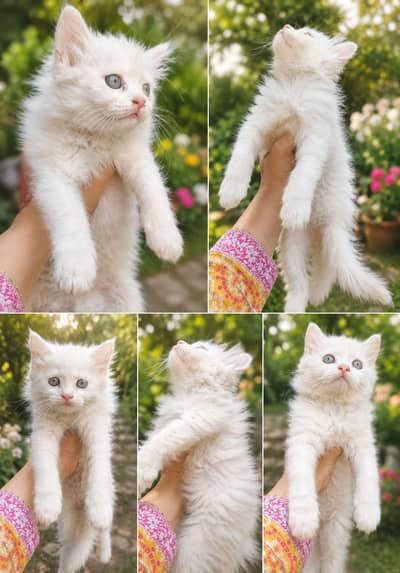Persian kittens