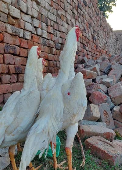 White Shamo/white OShamo/shamo breder male, female, Chiks & Eggs