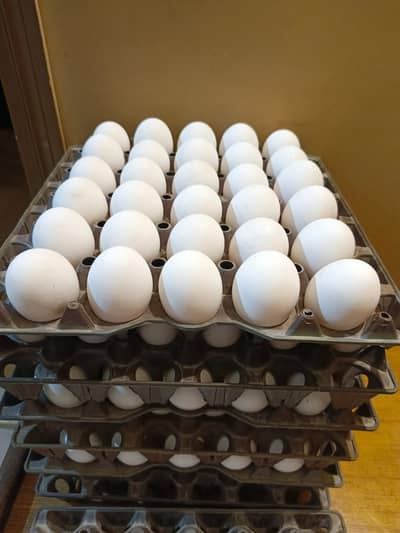 White table eggs