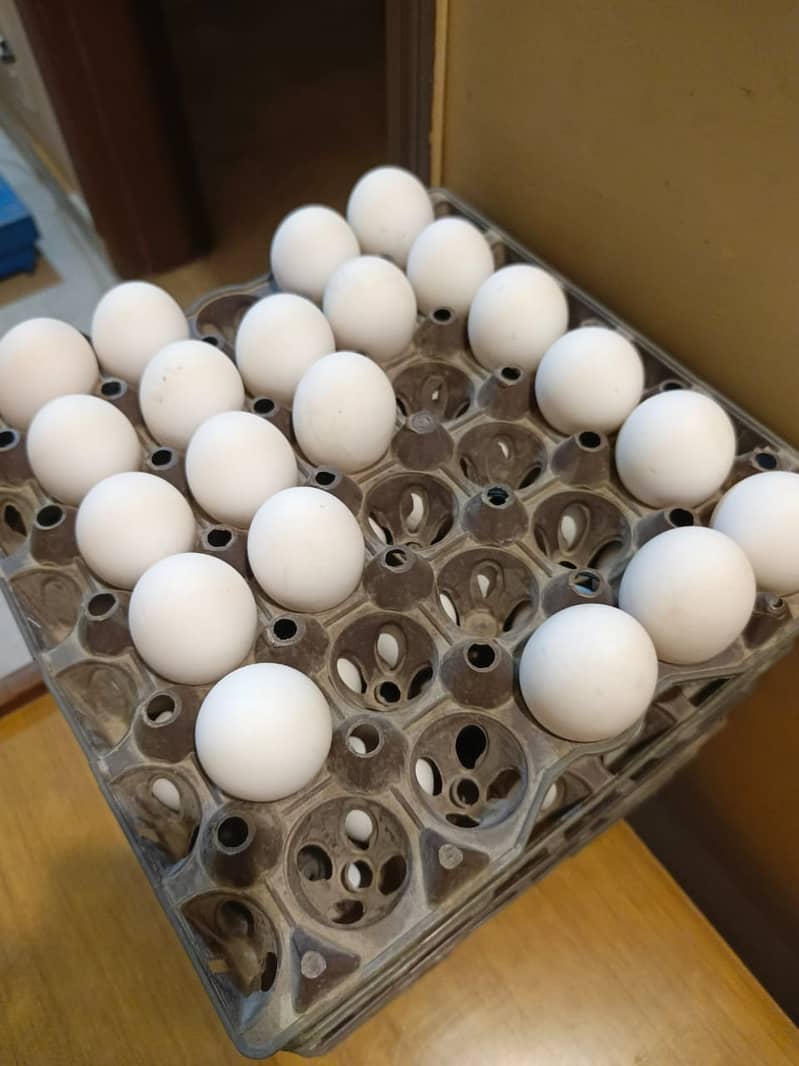 White table eggs 1
