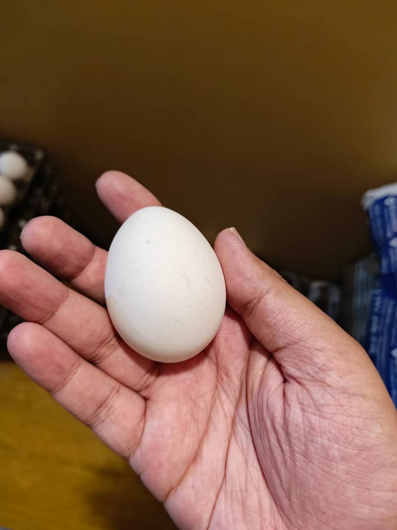 White table eggs 2