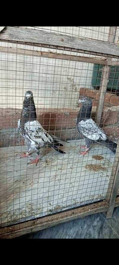 Teddy cross  pair