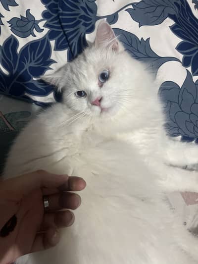 Little cute cat
