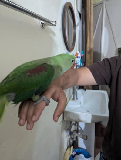 kashmiri raw parrot