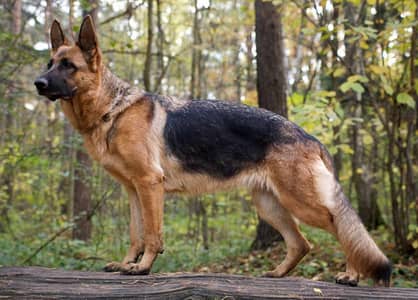 German Shepherd Female