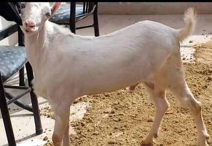 taddy bakra
