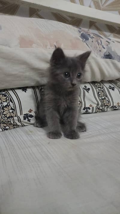 Total 5 persain  kittens