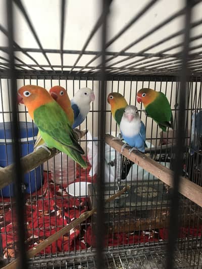 Birds for sale