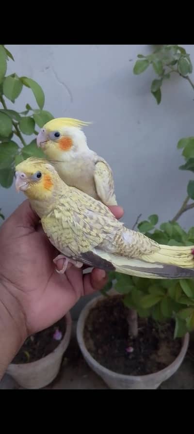 Cocktails hand temed babies