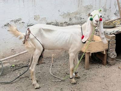 Rajanpuri Goat