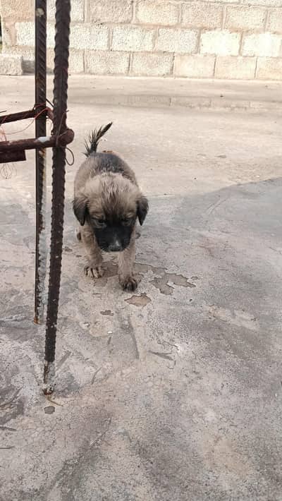 bakarwal puppy