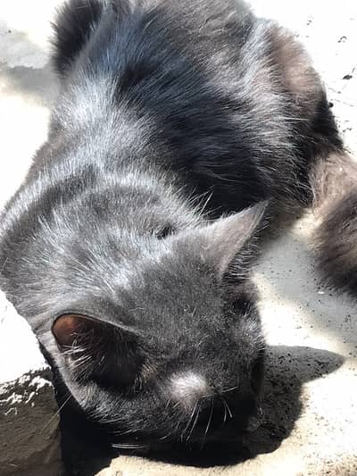 Black Persian Kittens