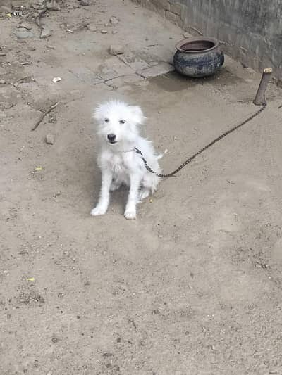 Russian female dog