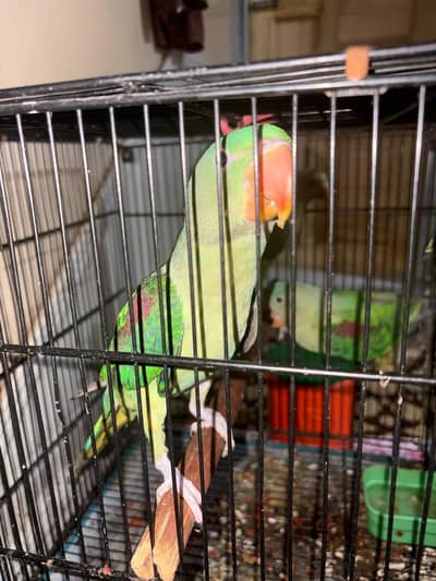 parrot for sale
