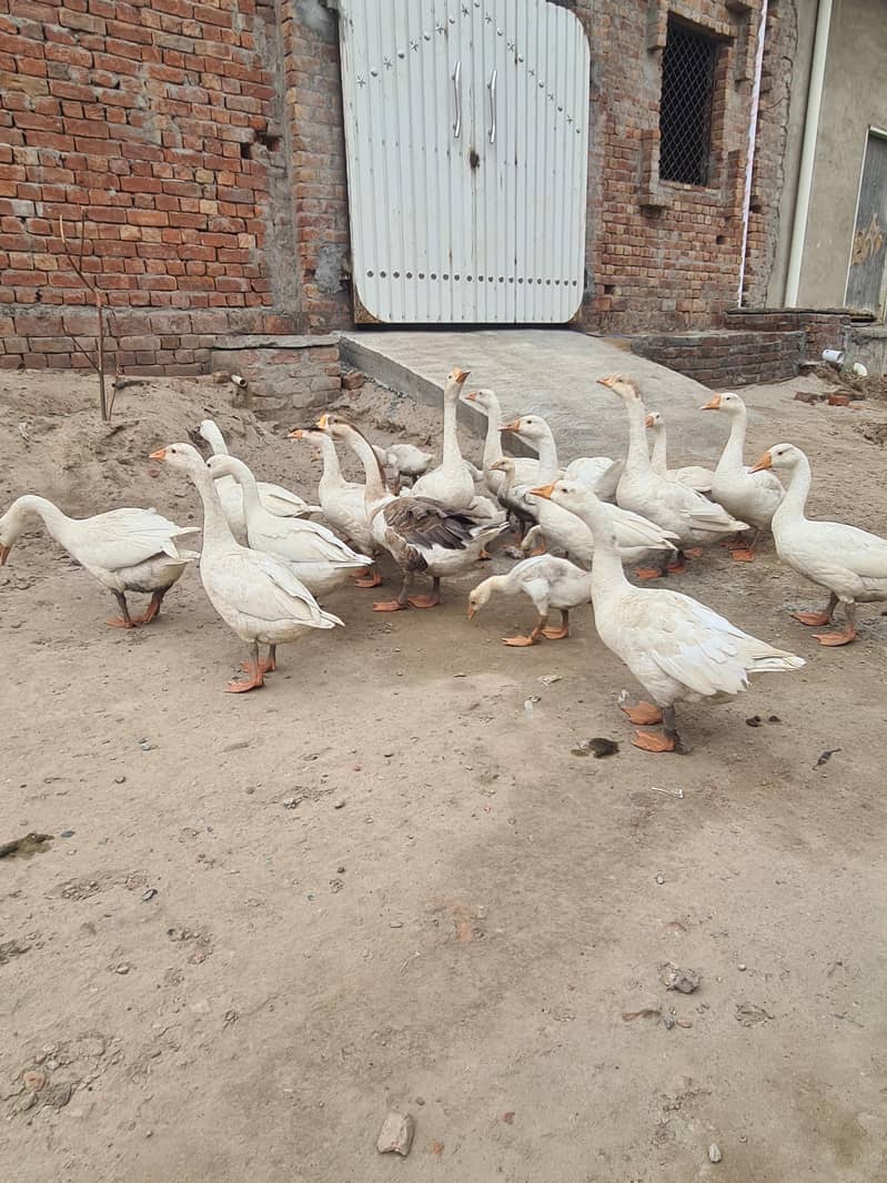 ducks 0