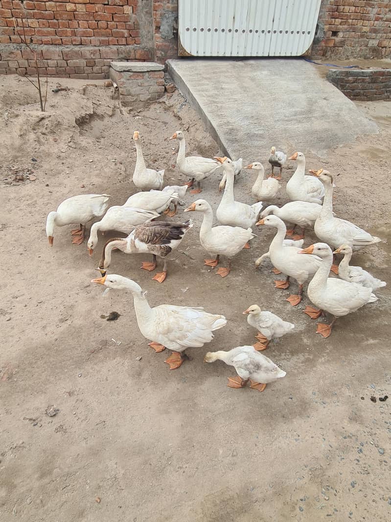 ducks 1