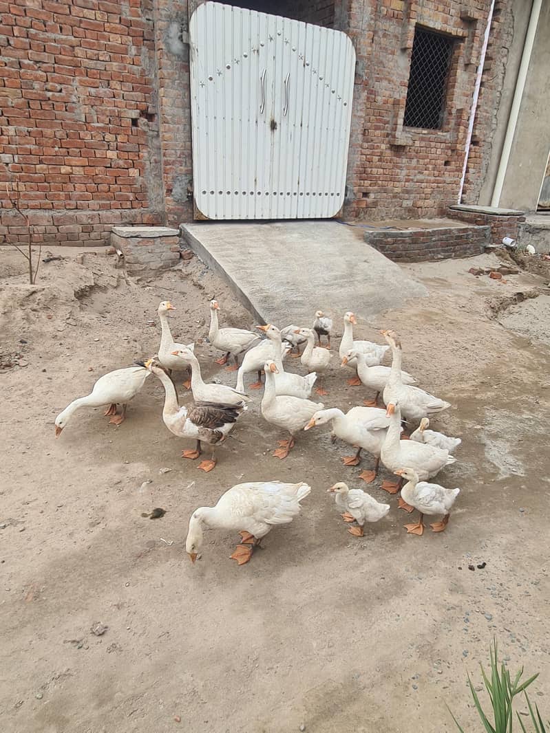ducks 2