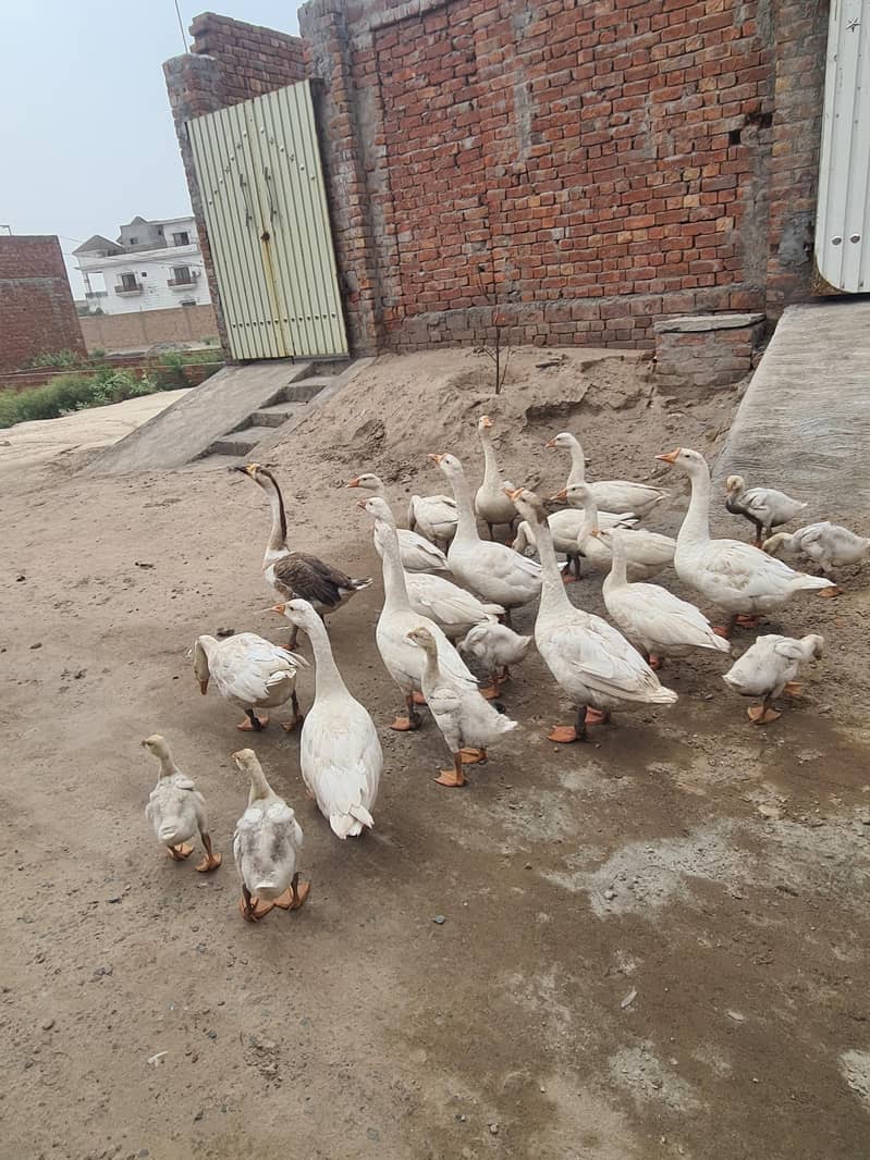 ducks 3
