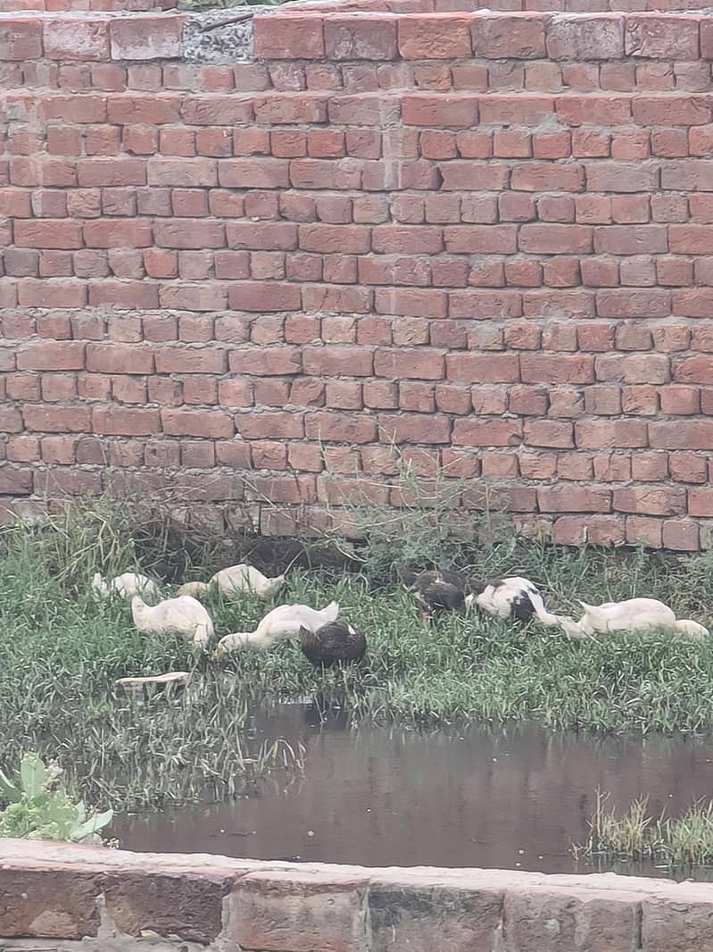 ducks 4