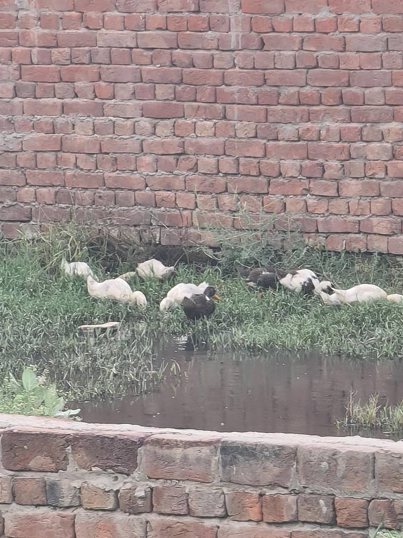ducks 5