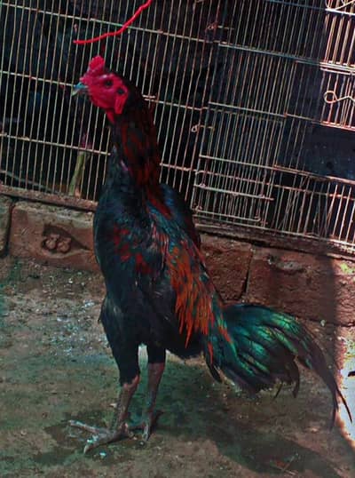 Thai aseel