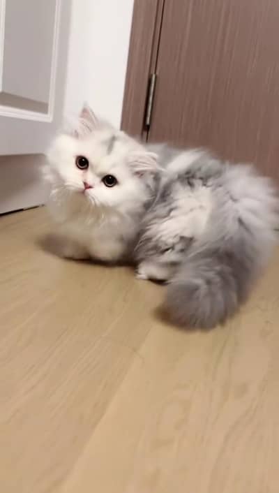Persian kitten For Sale