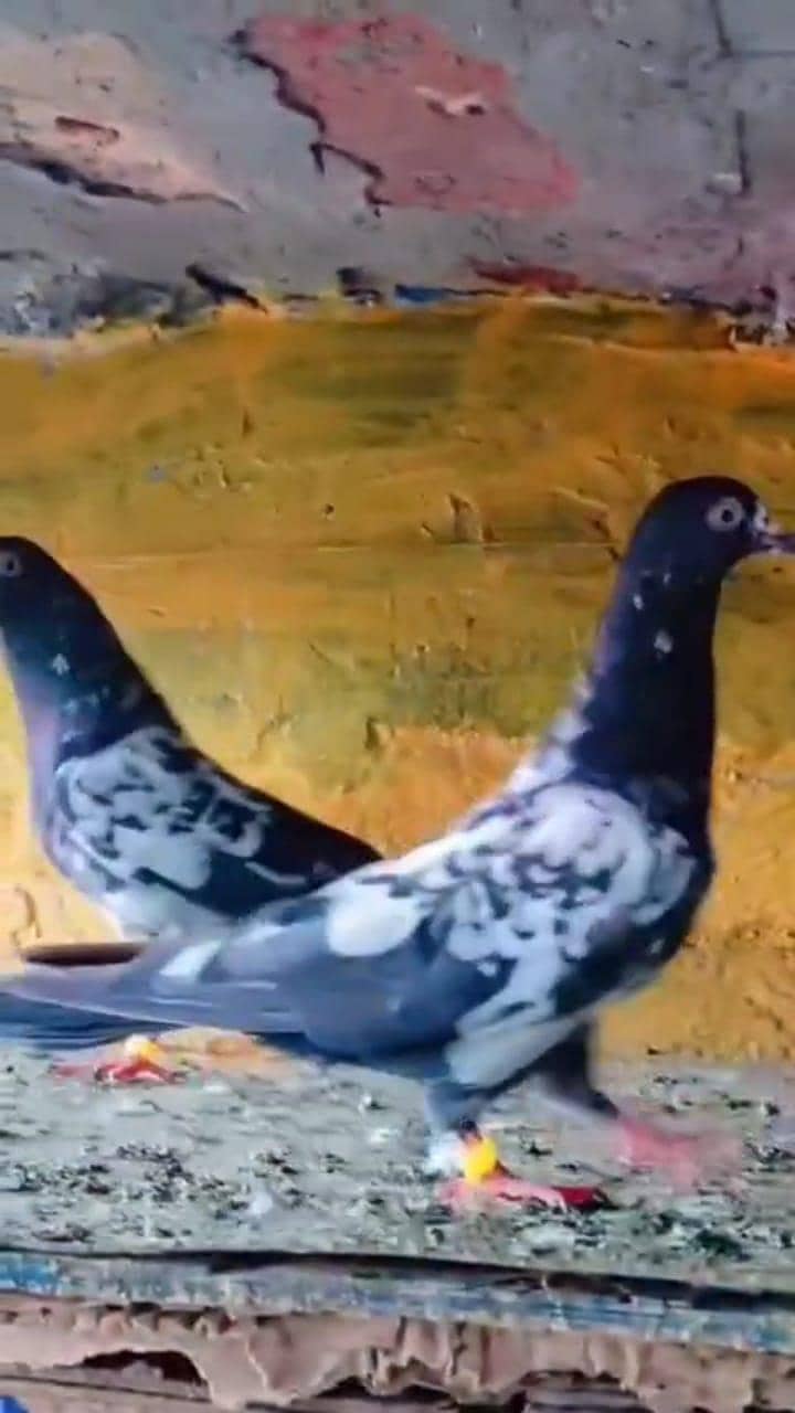 young rampuri breeder pair 0