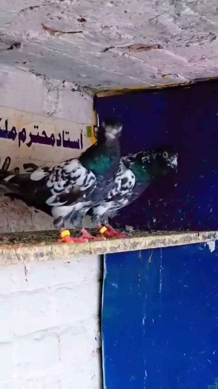 young rampuri breeder pair 2