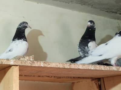 teddy pigeons
