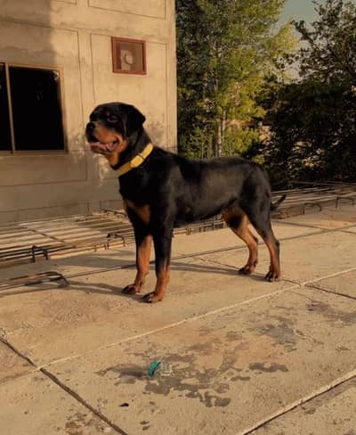 rottweiler female