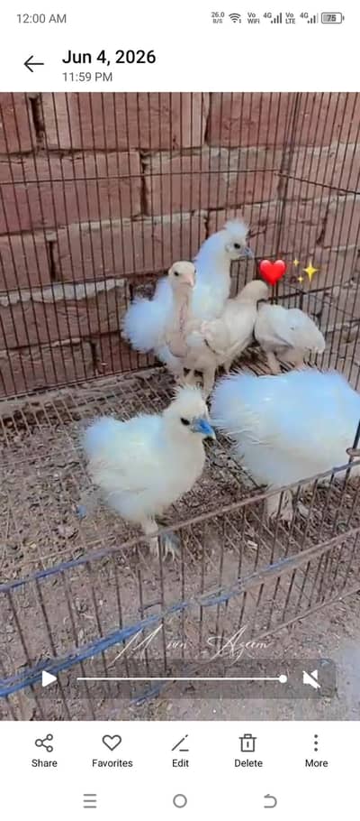 3 silki chicks 3 White Heera aseel chicks