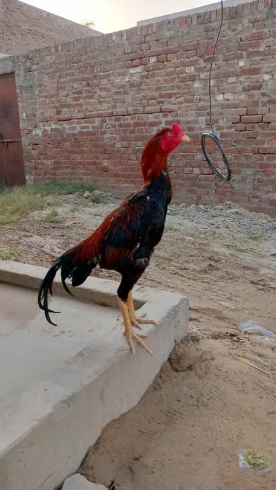pure aseel home breed