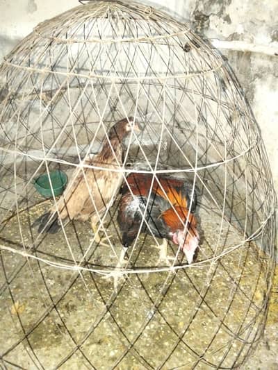 urgent for sale aseel pair