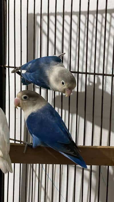 Lovebirds Breeder Pair