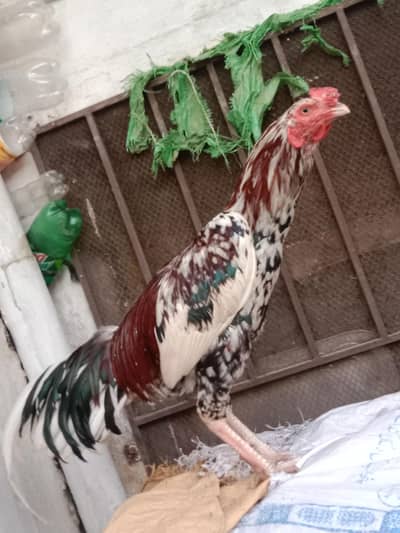 Cheena