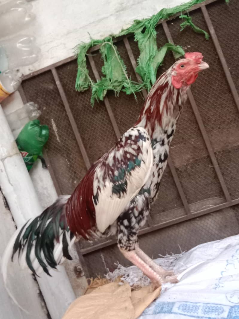 Cheena 0