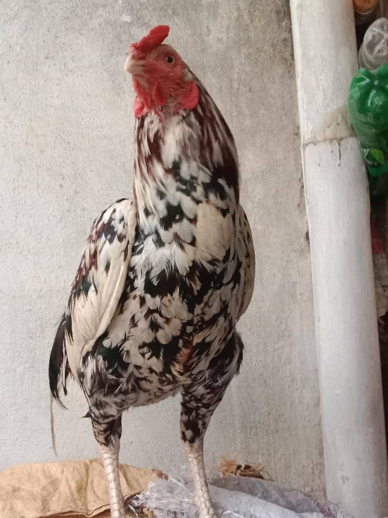 Cheena 1