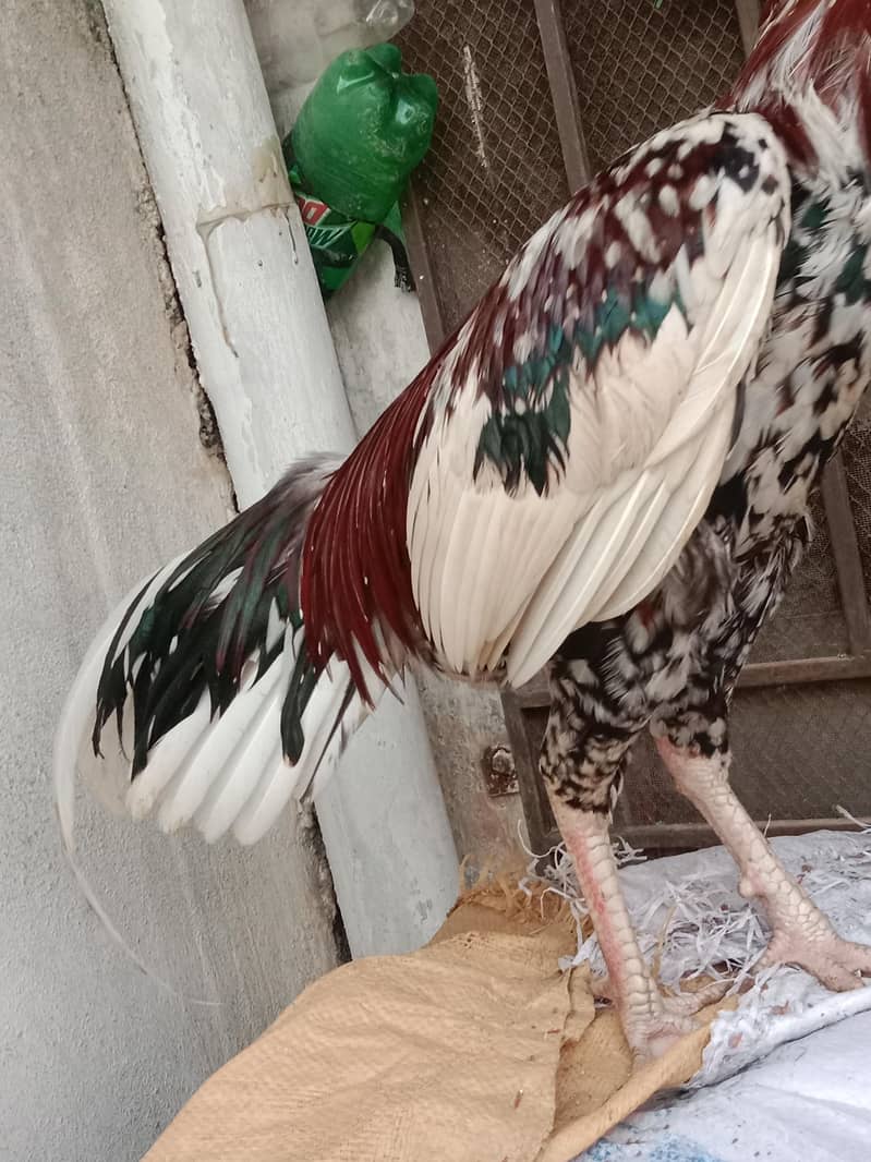 Cheena 2