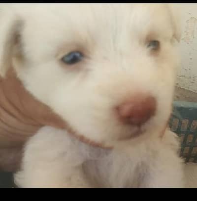 puppies