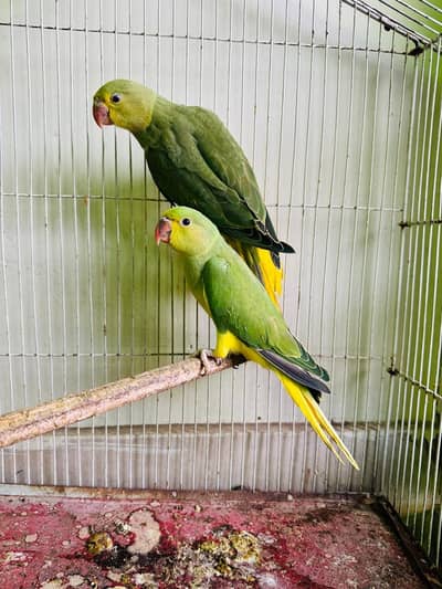 Raw parrot chicks