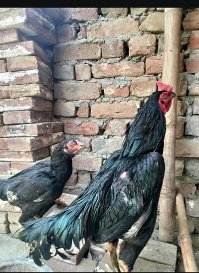 aseel pair  2 pairs  good quality.