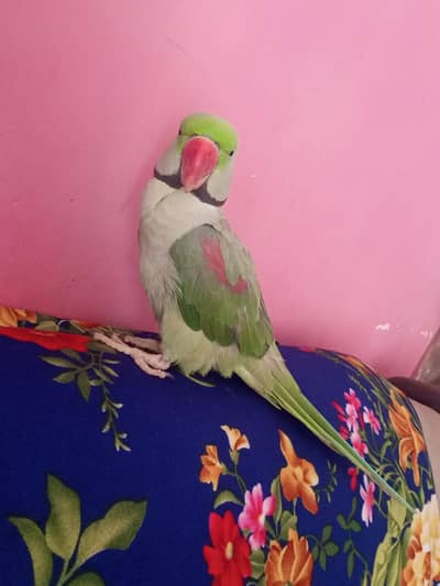 Raw parrot for sale