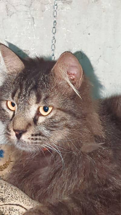 cat for sale urgent