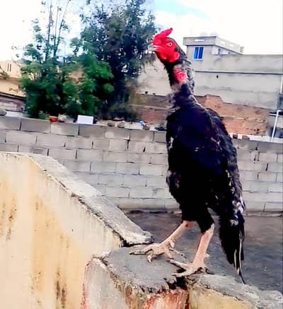 aseel mugar for sale 15k good bloodline