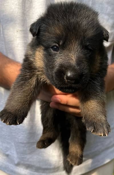 German Shephard Pupps
