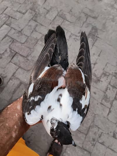 chiks pair
