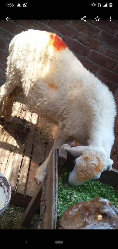 dasi sheep gaban tayar 03234438191