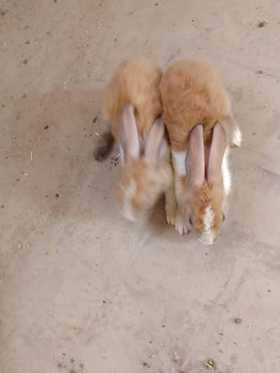 desi rabbit 