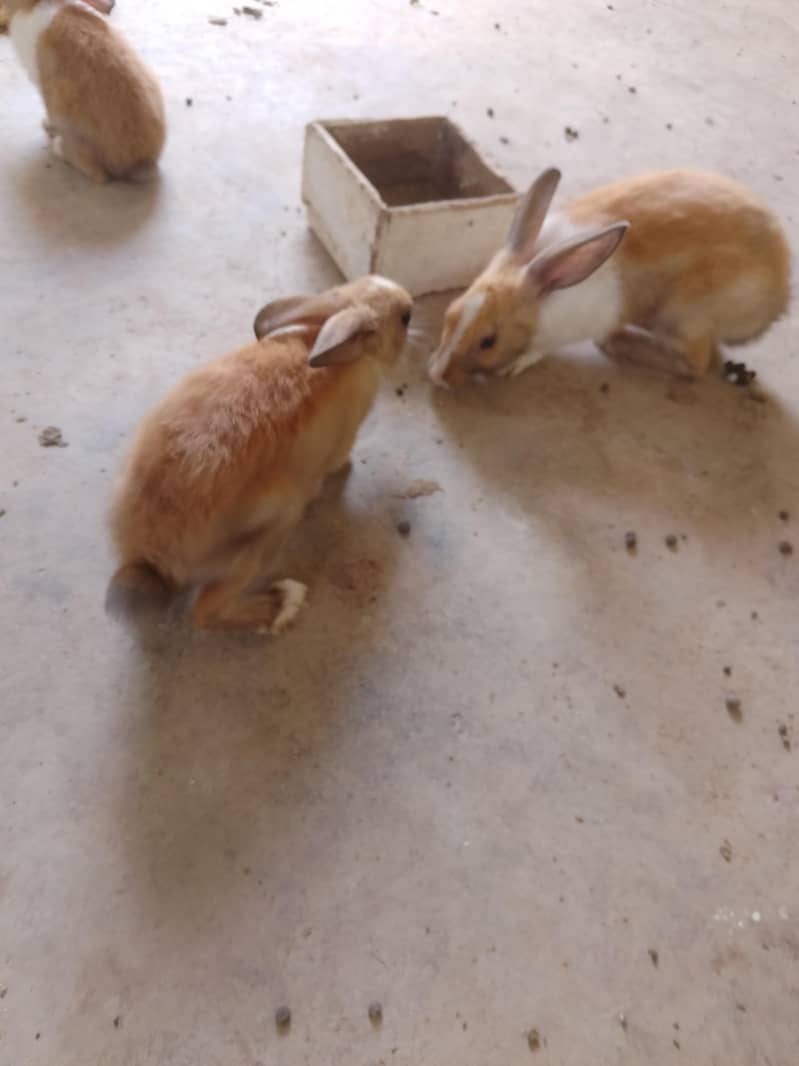 desi rabbit  1