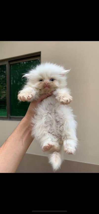 punch face kitten for sale.